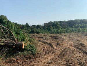 cleared field