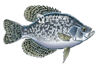 black crappie