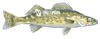 walleye width=