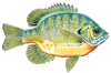 bluegill