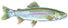 rainbow trout