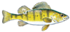 yellow perch